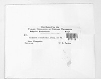 Hericium coralloides image